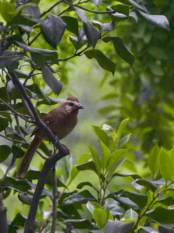 春天音乐会 春天音乐会