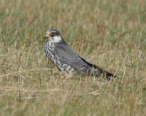 林甸草原上的阿穆尔隼