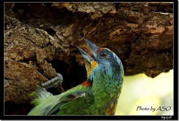 台湾特有鸟类 五色鸟/台湾拟啄木