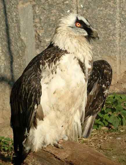胡兀鹫的家园——青藏高原