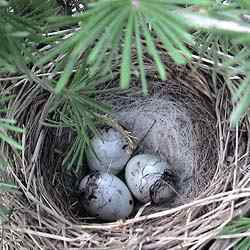 鸟巢幼鸟写真第1辑