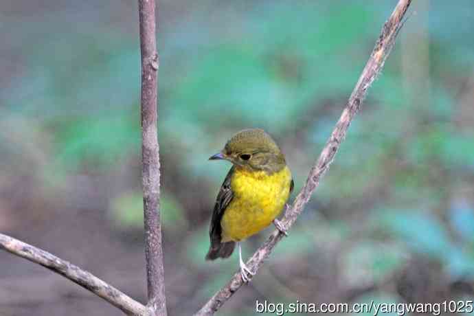 雌性绿背姬鶲（19）