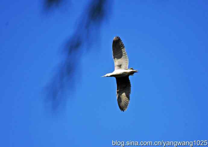 飞(夜鹭)28 飞(夜鹭)28