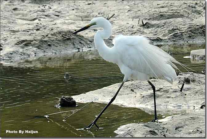  点击图片或使用键盘← →翻页