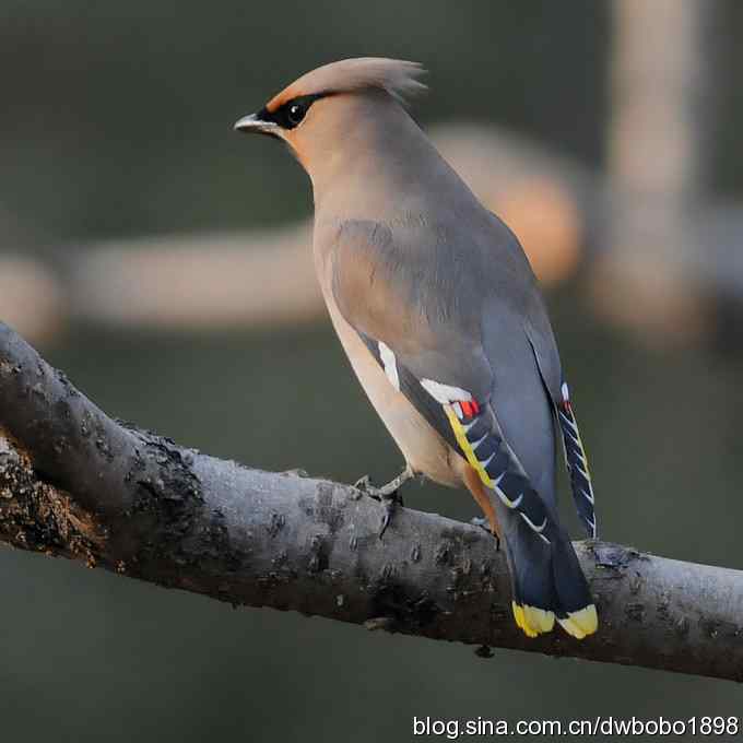 日坛：饮水的太平鸟