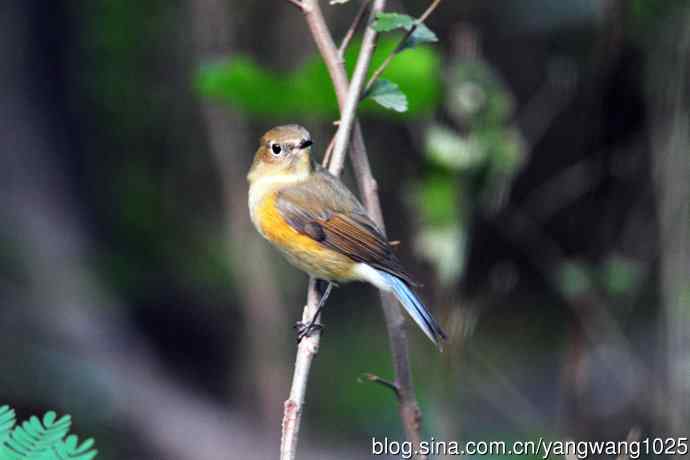 雌性红胁蓝尾鸲（47）