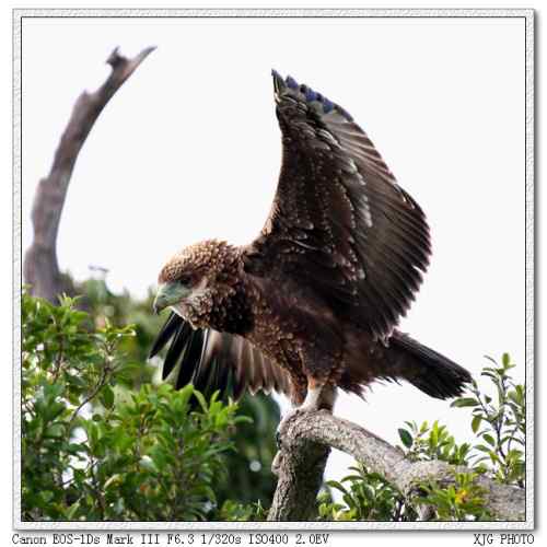 吃蛇的猛禽蛇雕——短尾雕