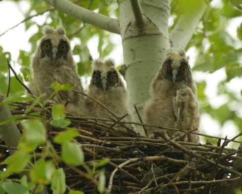 长耳鸮组图欣赏