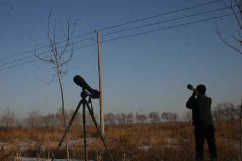 大庆猛鸮的生物链