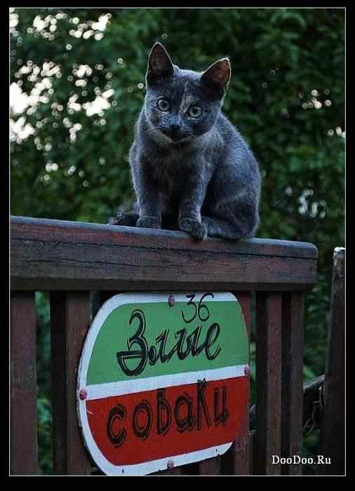 动物世界图片(下) 动物世界图片(下)