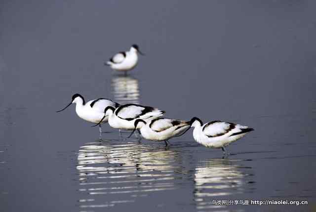 洞庭湖的冬候鸟——反嘴鹬