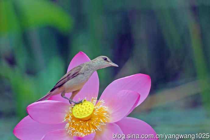 东方大苇莺与荷花(5) 东方大苇莺与荷花(5)