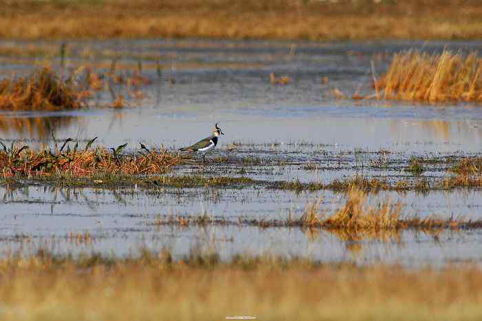 巴音布鲁克——富饶的泉水