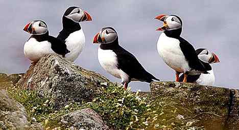 北海有鸟，其名海鹦，容颜绝丽，数量堪虞