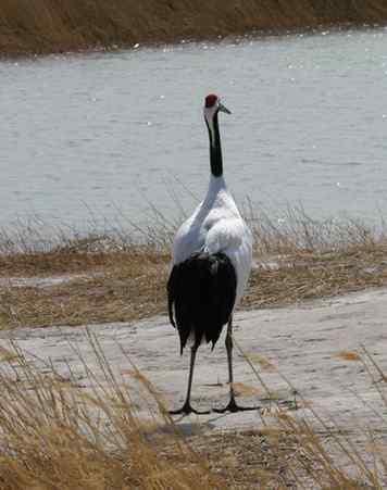[组图]丹顶鹤爸爸