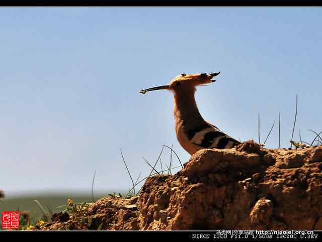 戴胜鸟图集欣赏