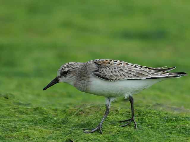 黄金海岸寻鹬 wbr赤土山桥赏鸟