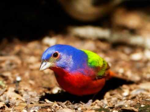 美丽无罪：雀鸟之彩鹀