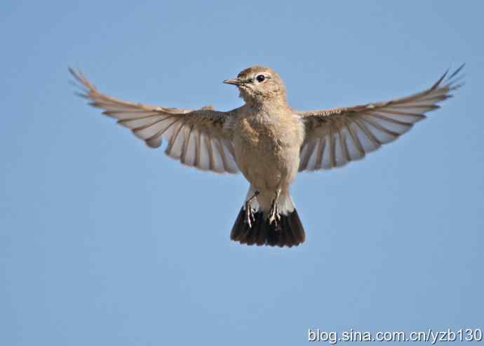 悬停，是一种尽职尽责（组图，22张图片）