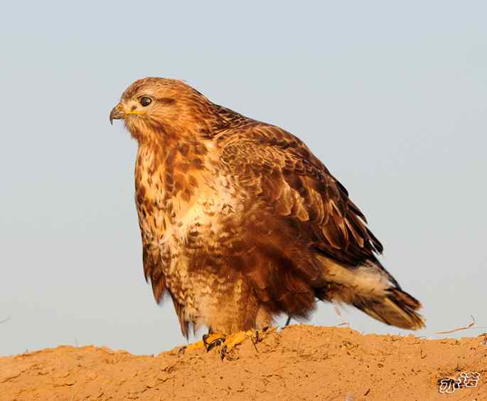 官厅水库&nbsp;wbr路&nbsp;wbr沐浴夕阳的大鵟