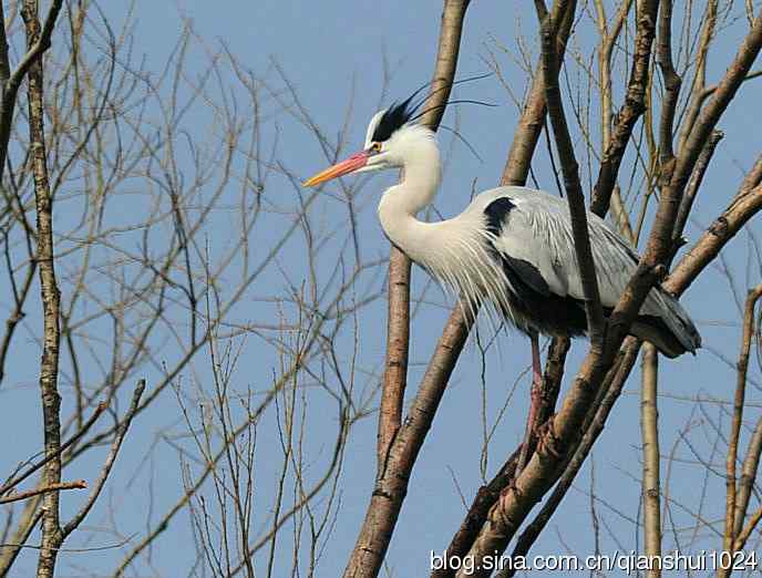蓝天下勤劳的苍鹭