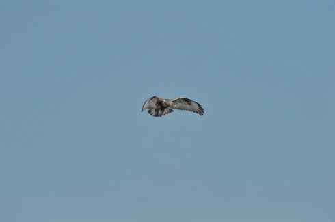 空中悬停的毛脚狂