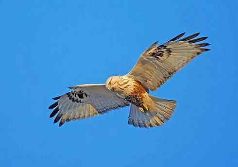 多图展示捕鼠英雄毛脚狂