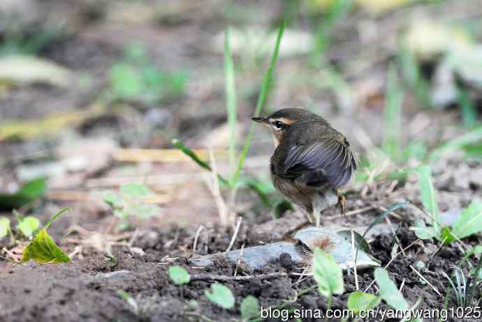 北京天坛公园的鸟类——巨嘴柳莺（5）