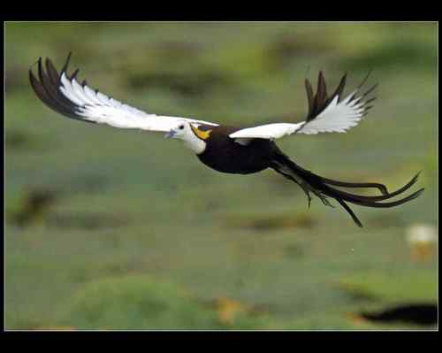 广东肇庆 美丽水雉