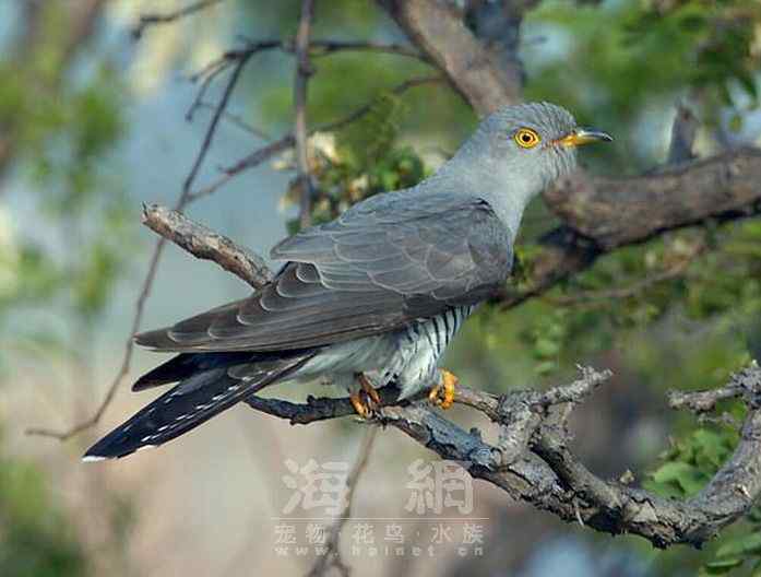 世界著名鸟类——部分猛禽