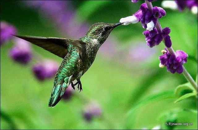20张最美丽的蜂鸟图片