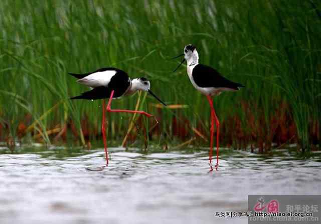 辽宁湿地鸟王李海杰鸟类摄影作品欣赏 辽宁湿地鸟王李海杰鸟类摄影作品欣赏