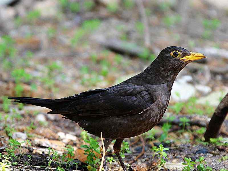 厦门常见鸟类图谱