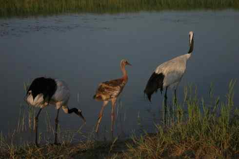 [组图]丹顶鹤三口之家
