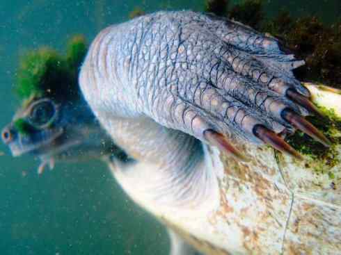 玄武：传说的兽原型探秘（澳洲长颈龟）