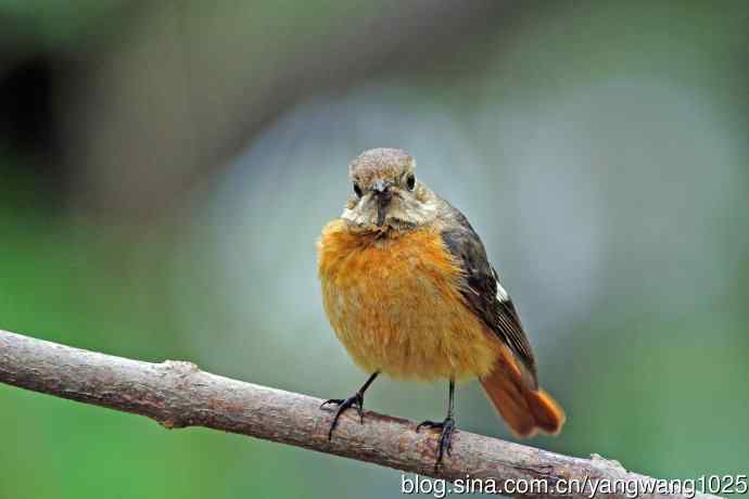 折断下嘴的鸟儿（雌性北红尾鸲）