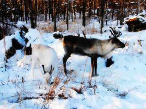 自然奇观：动物大迁徙(北美驯鹿长征)