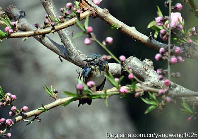 洗浴与梳理（纪实）