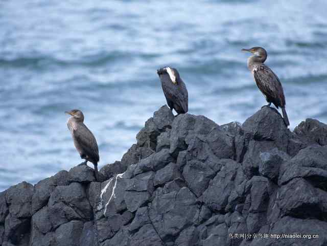 鹤类、水鸟精美摄影壁纸欣赏