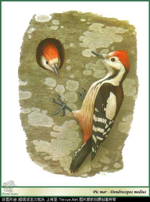 手绘画第5辑——猛禽和啄木鸟