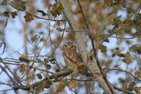 纵纹腹小鸮 VS 猛鸮