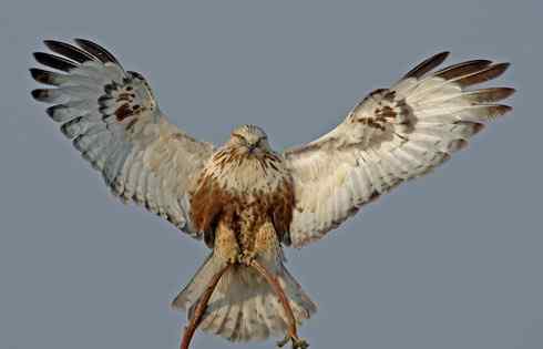 2008，鵟野之冬电视连续剧