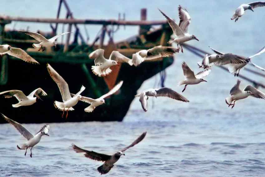 秦皇岛北戴河的海鸥