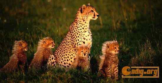 [组图]沃尔夫(Wolfe)动物摄影艺术精选