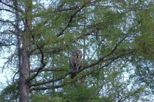 森林中最大的的猫头鹰——乌林枭