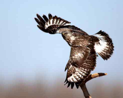 鵟的百变羽色——深棕型