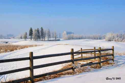 乌林鸮居住的环境