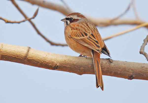 家乡的鸟（6），三道眉草鹀（组图）