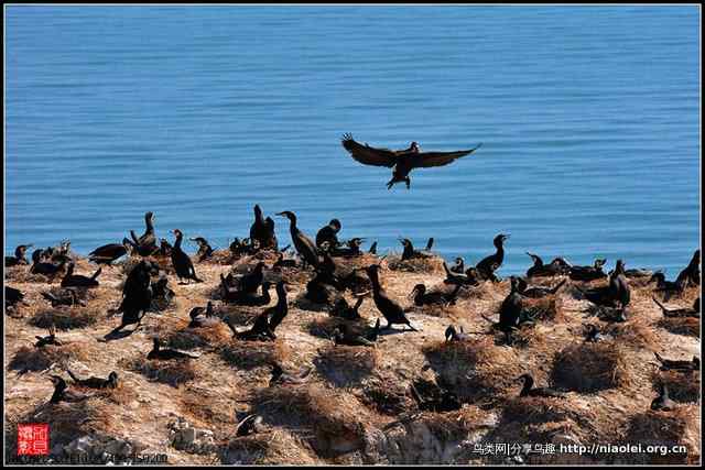 【加贝先生原创摄影】 青海湖鸟岛上的鸬鹚鸟(16p)