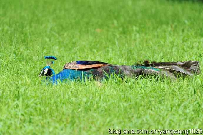 伏天的蓝孔雀 伏天的蓝孔雀